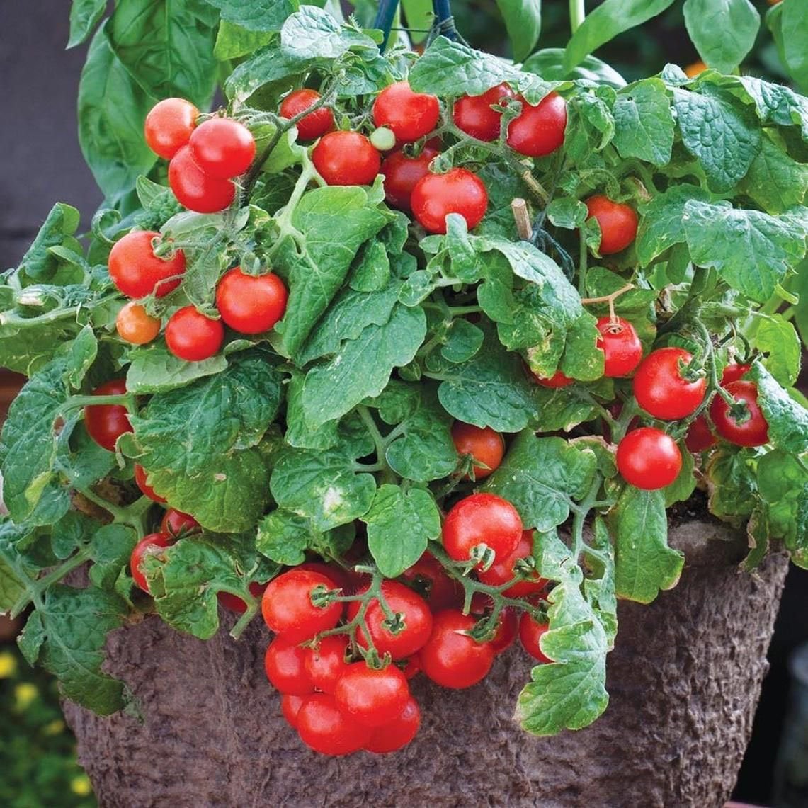 Hạt giống cà chua bi lùn đỏ (cà chua bonsai) - Shop hạt giống Tạ Gia Trang