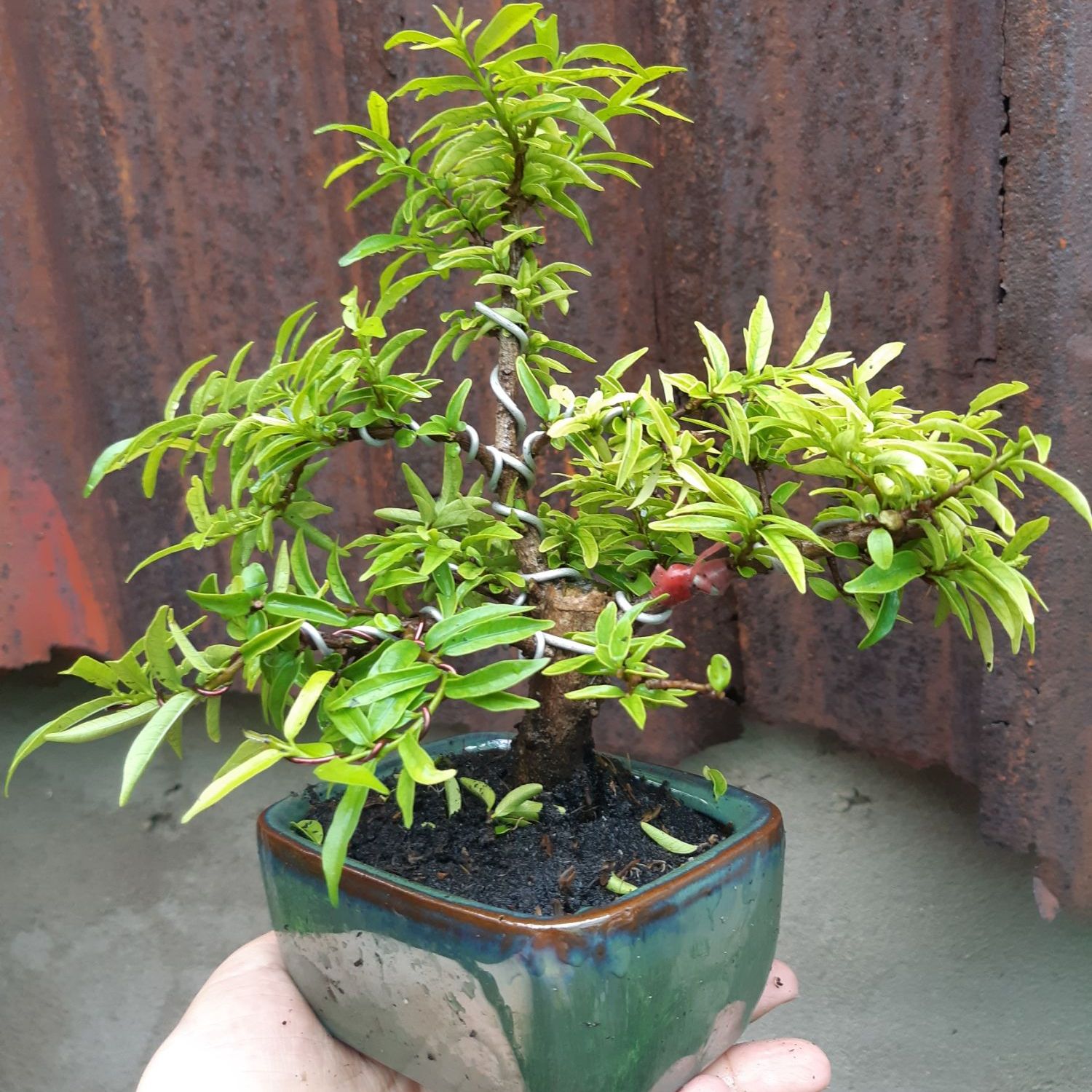 Mai chiếu thủy bonsai mini SIÊU BÔNG TẶNG CHẬU