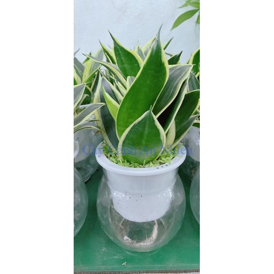 Chậu Cây Lưỡi Hổ Thái Trồng Thuỷ Canh