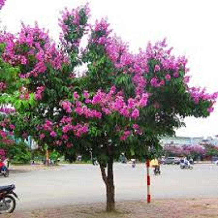 cây giống bằng lăng tím, cây cao 40-60cm