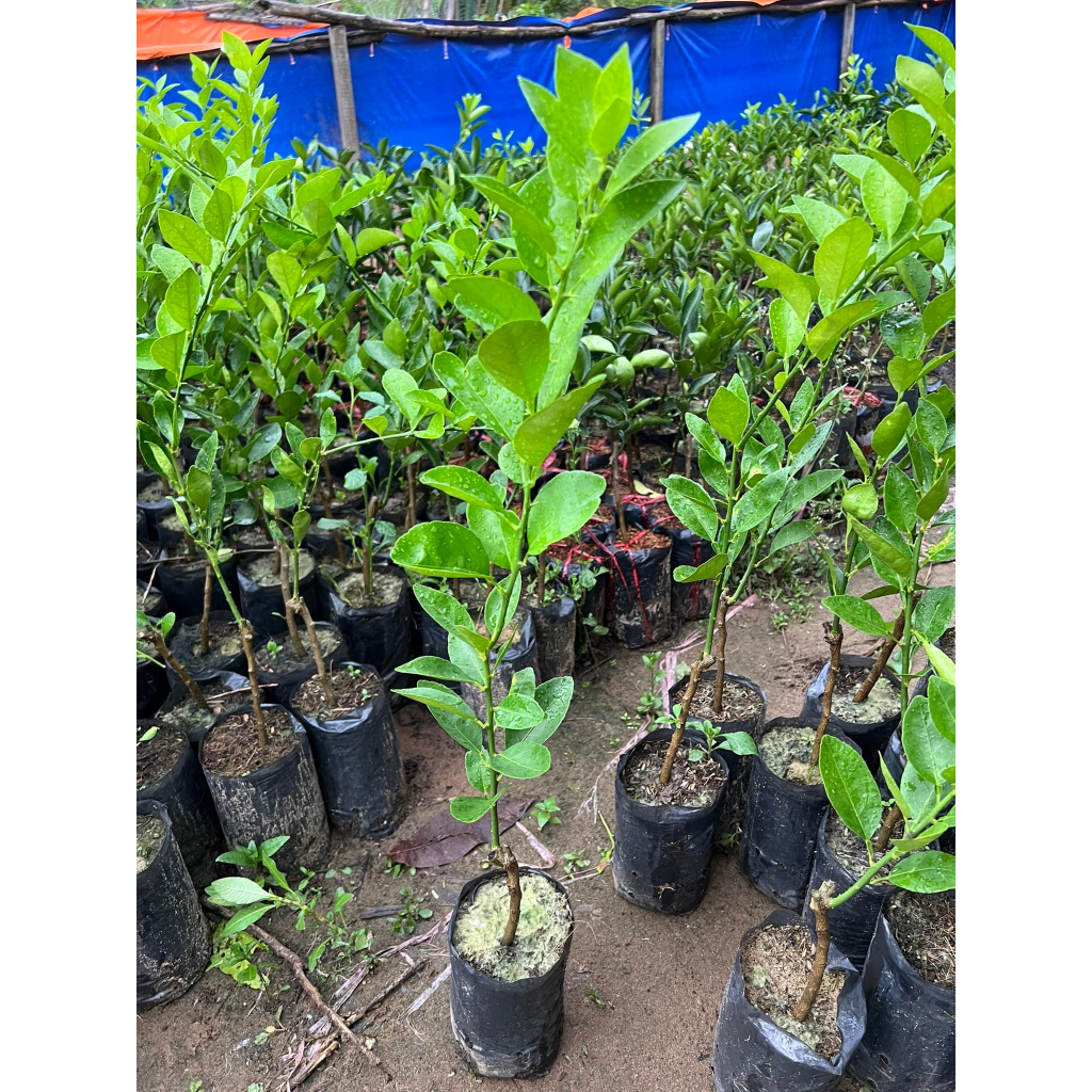 Cây giống chanh giấy mica