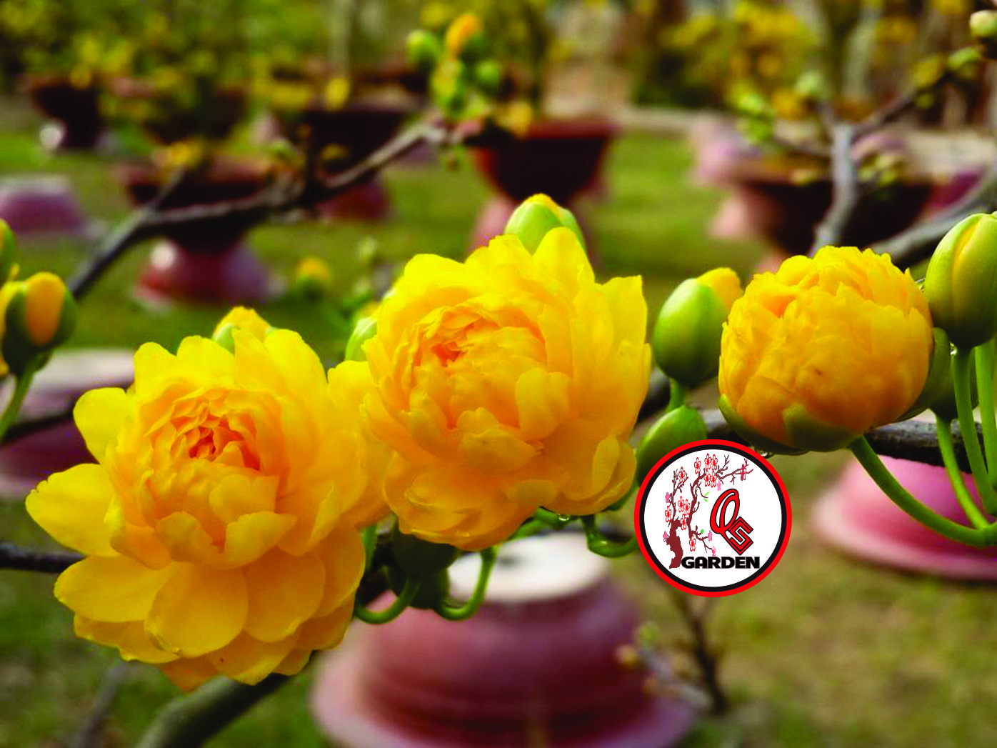 Hoa cúc mai 150 cánh_cây giống