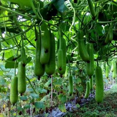 Hạt Giống Bầu Sao F1 Siêu Trái (2gr)