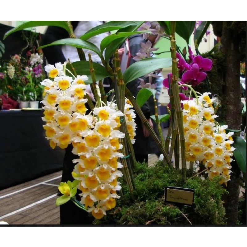 Hoa lan kiều vàng chơi Tết