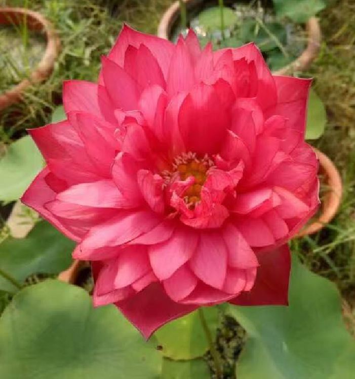 Hạt giống sen bạch diệp hoa màu đỏ ( gói 5 hạt )