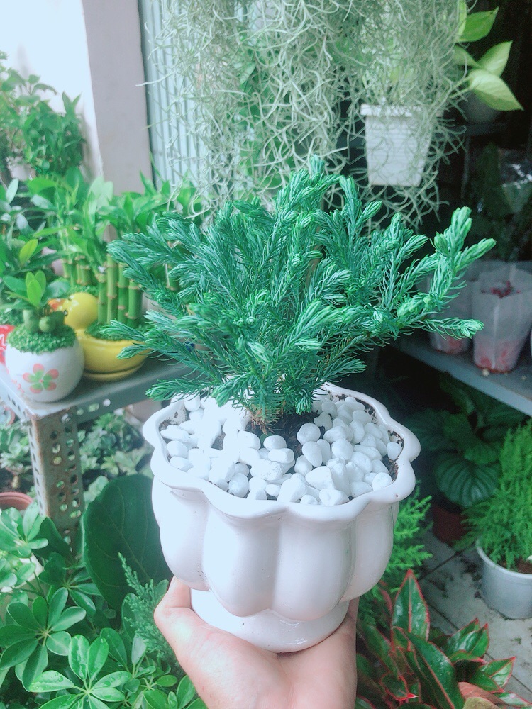 Chậu Cây Tuyết Tùng