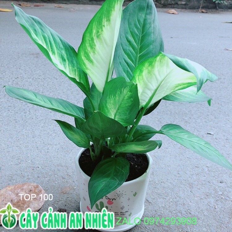 Chậu Cây Vạn Niên Thanh