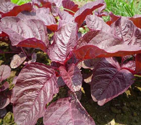 DỀN ĐỎ CAO SẢN CN-66( gói 20 gram)