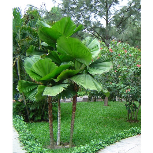 Cây kè nhật - cây giống