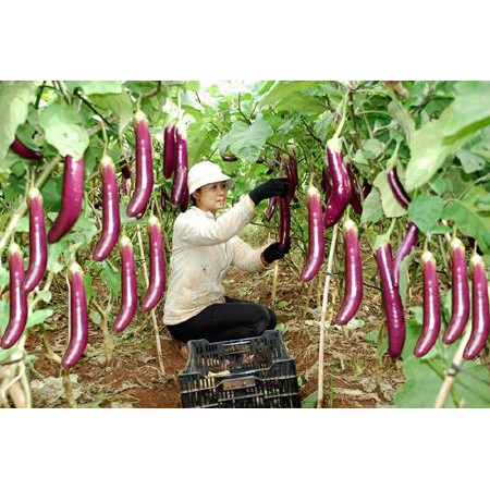 HẠT CÀ TÍM DÀI F1 - GÓI 1 GRAM