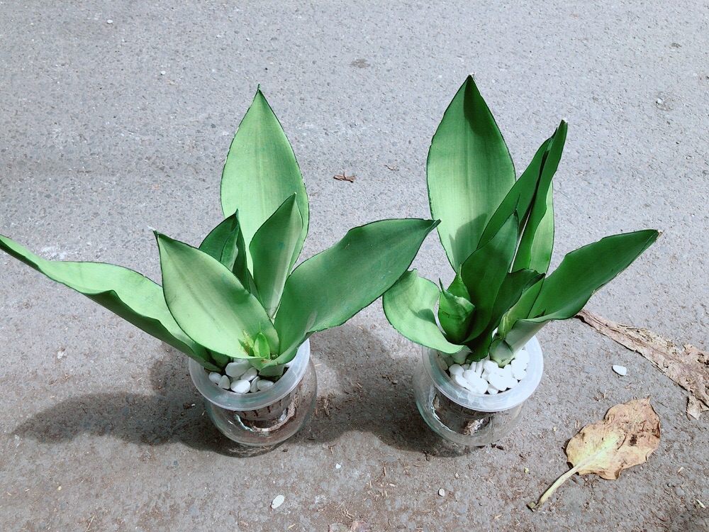 Chậu Lưỡi Hổ Bạc Trồng Thuỷ Canh
