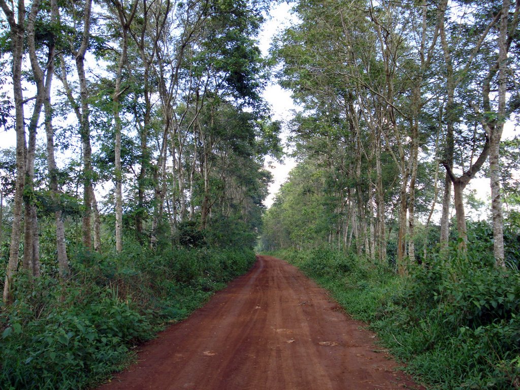 Hạt muồng đen