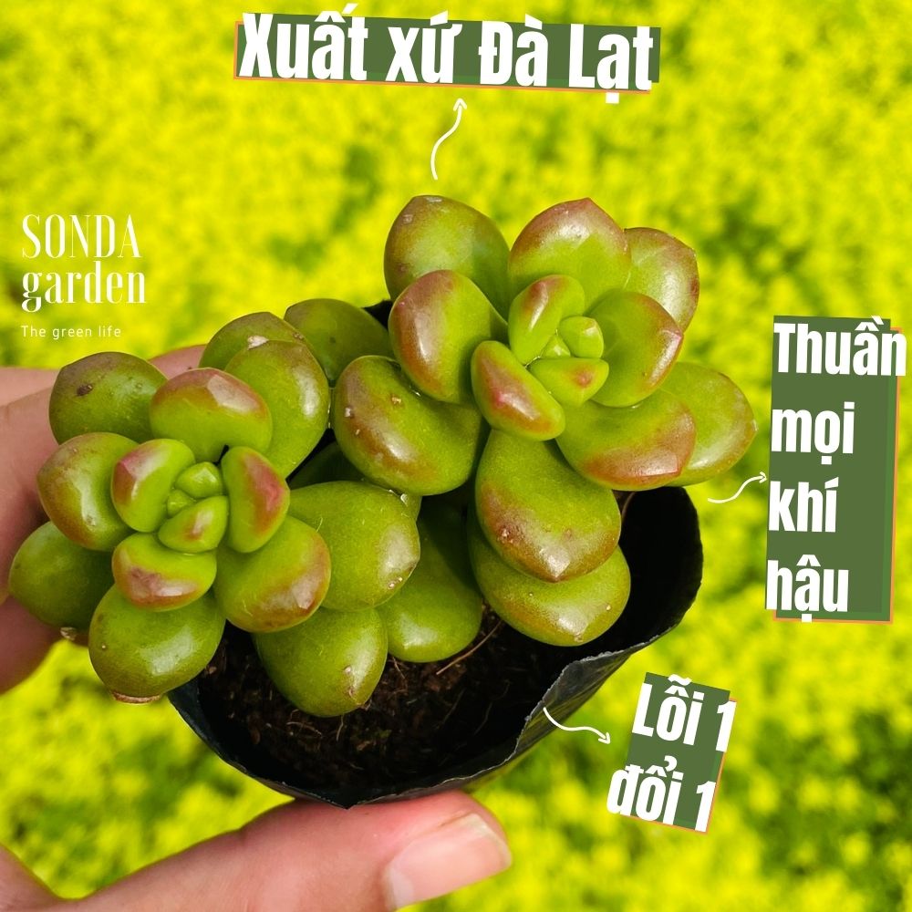 Sen đá chilli chesse giống mới size bé lỗi 1 đổi 1