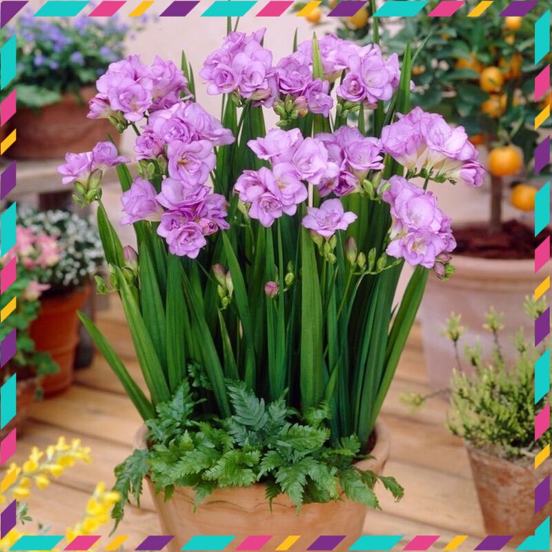 Địa Lan Nam phi(10 củ đủ màu) qq