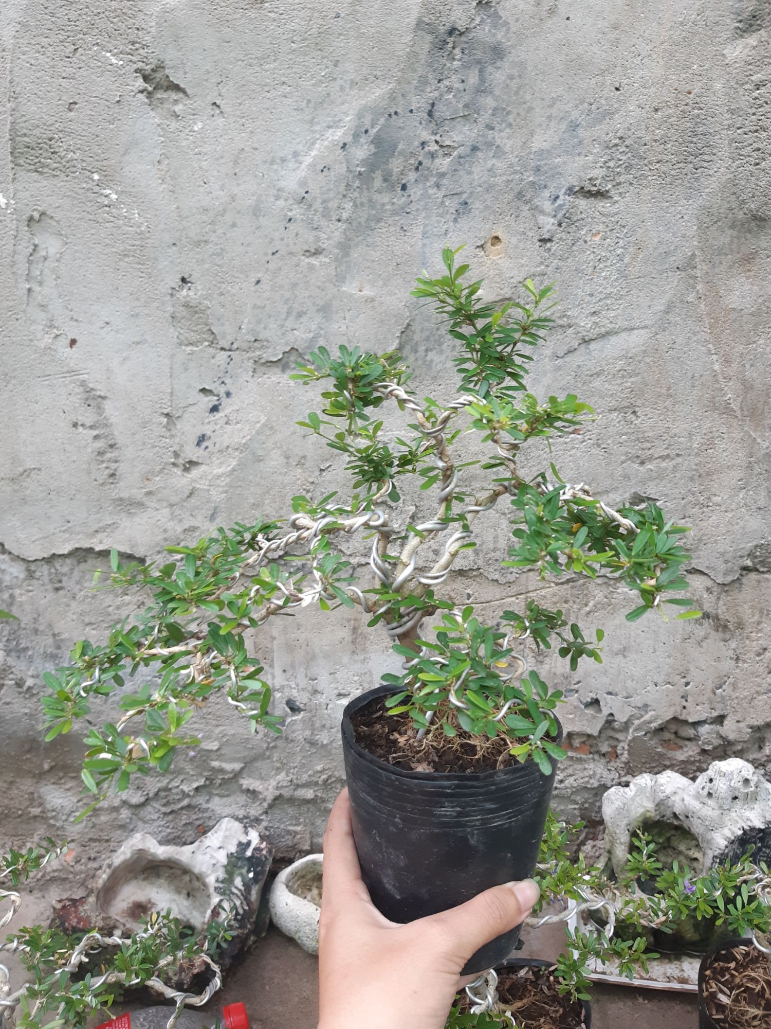 linh sam bonsai mini