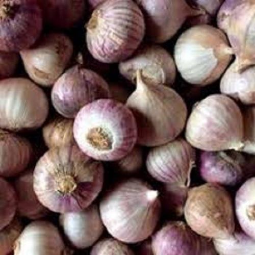 Tỏi cô đơn Phan Rang loại 1(1,5kg)
