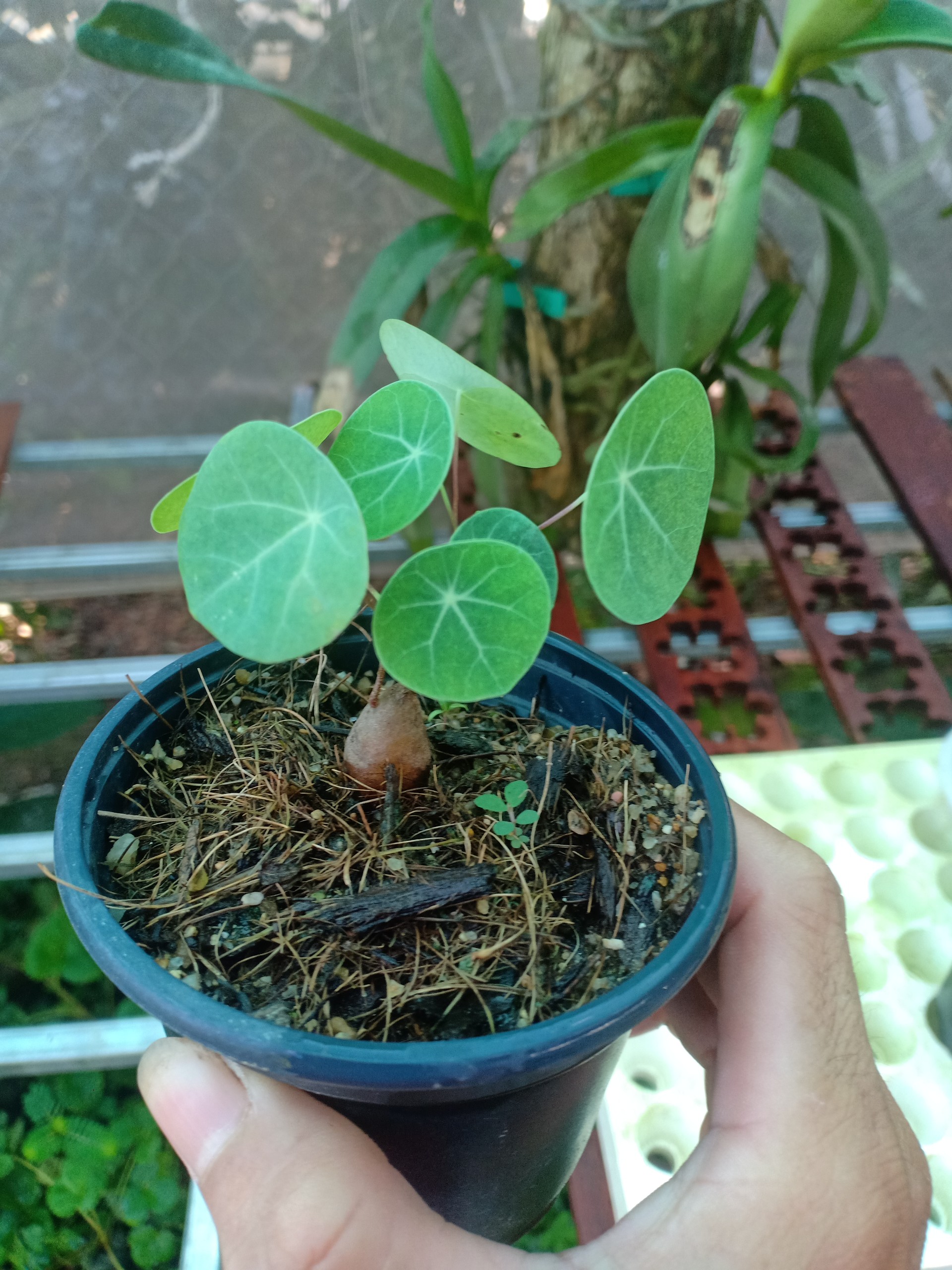 Lá đồng tiền (củ bình vôi) để bàn