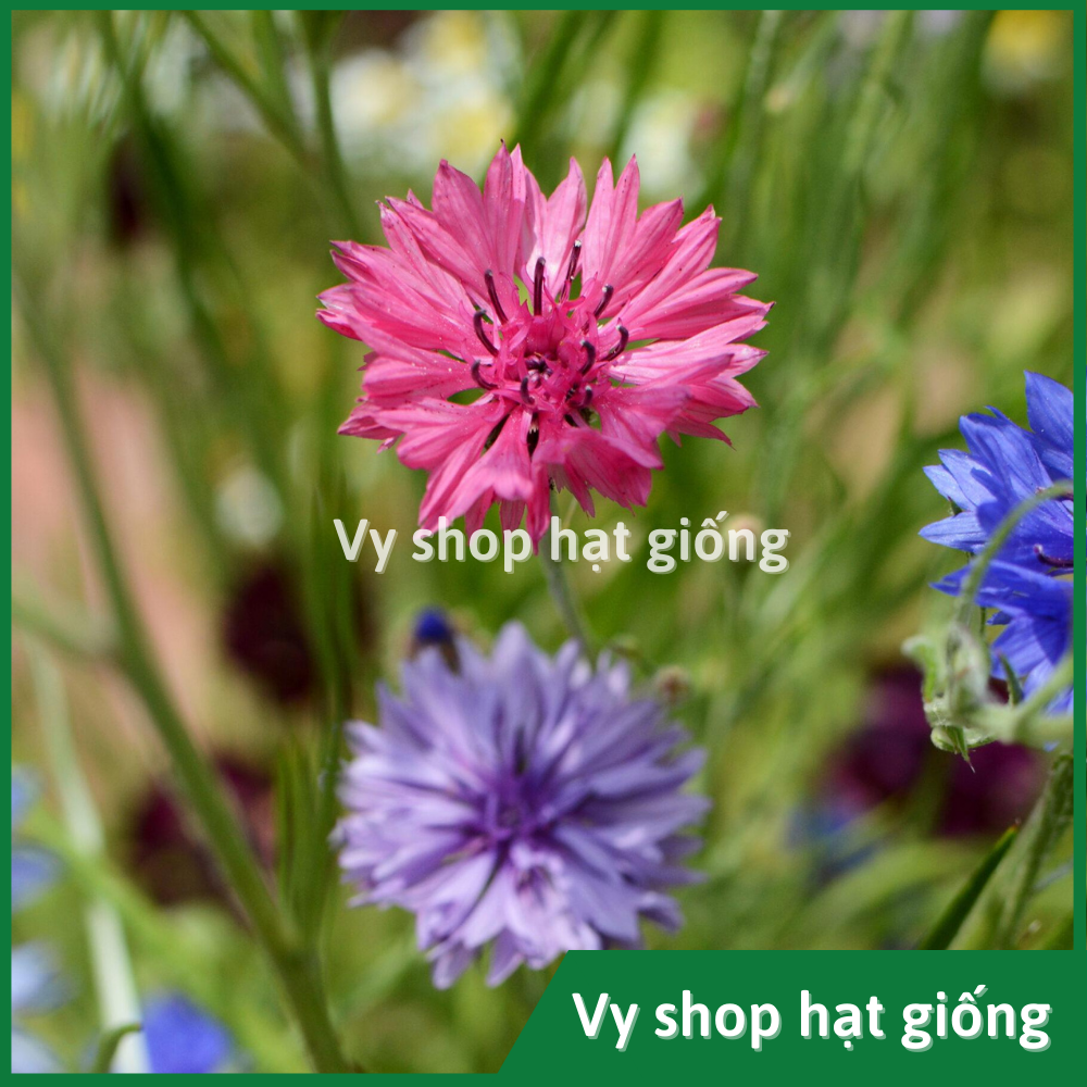Hạt giống hoa thanh cúc (cúc ngô) - Centaurea Cyanus gói 100 hạt