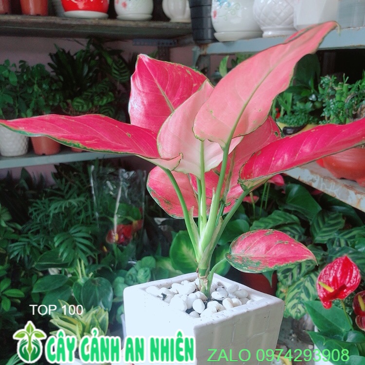 Chậu cây vạn lộc