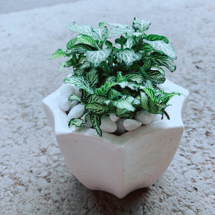 [HCM]Chậu Cẩm Nhung Xanh