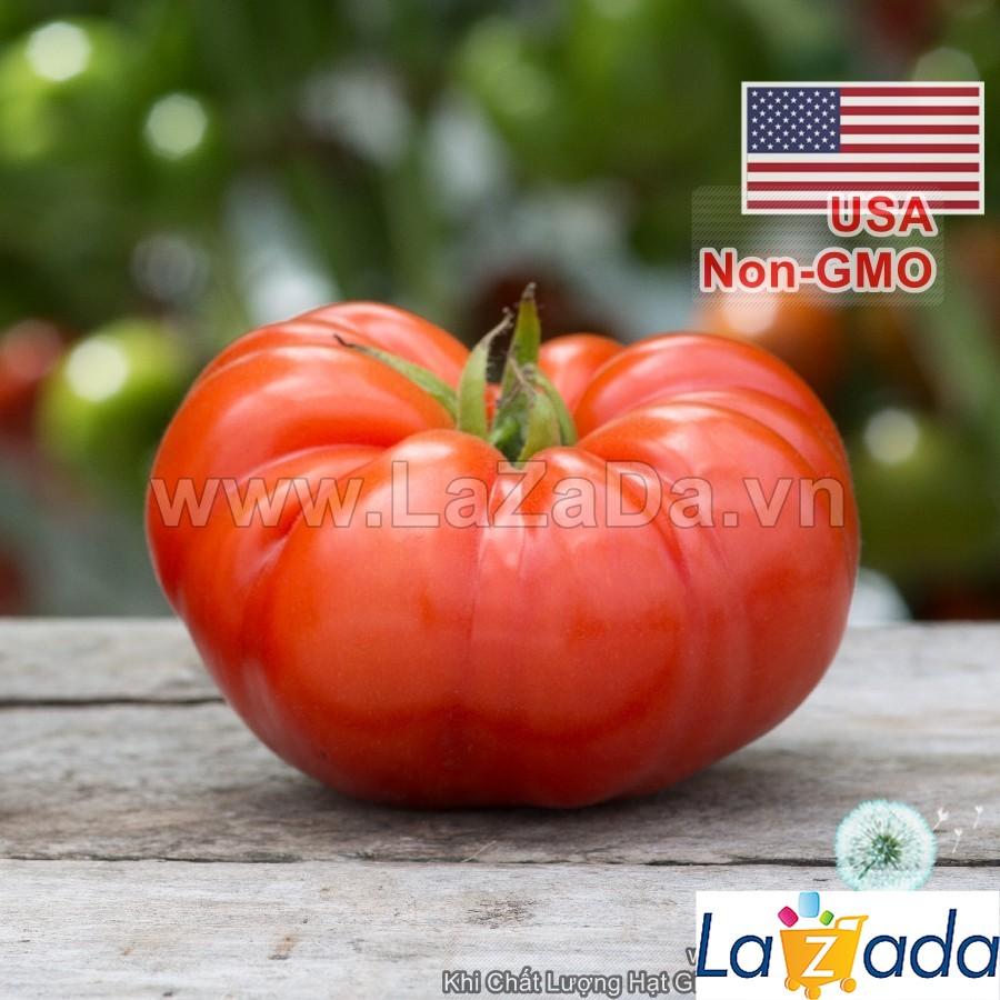 20h Hạt Giống Cà Chua Hà Lan Beef (A3.103| B41*W62*M229)