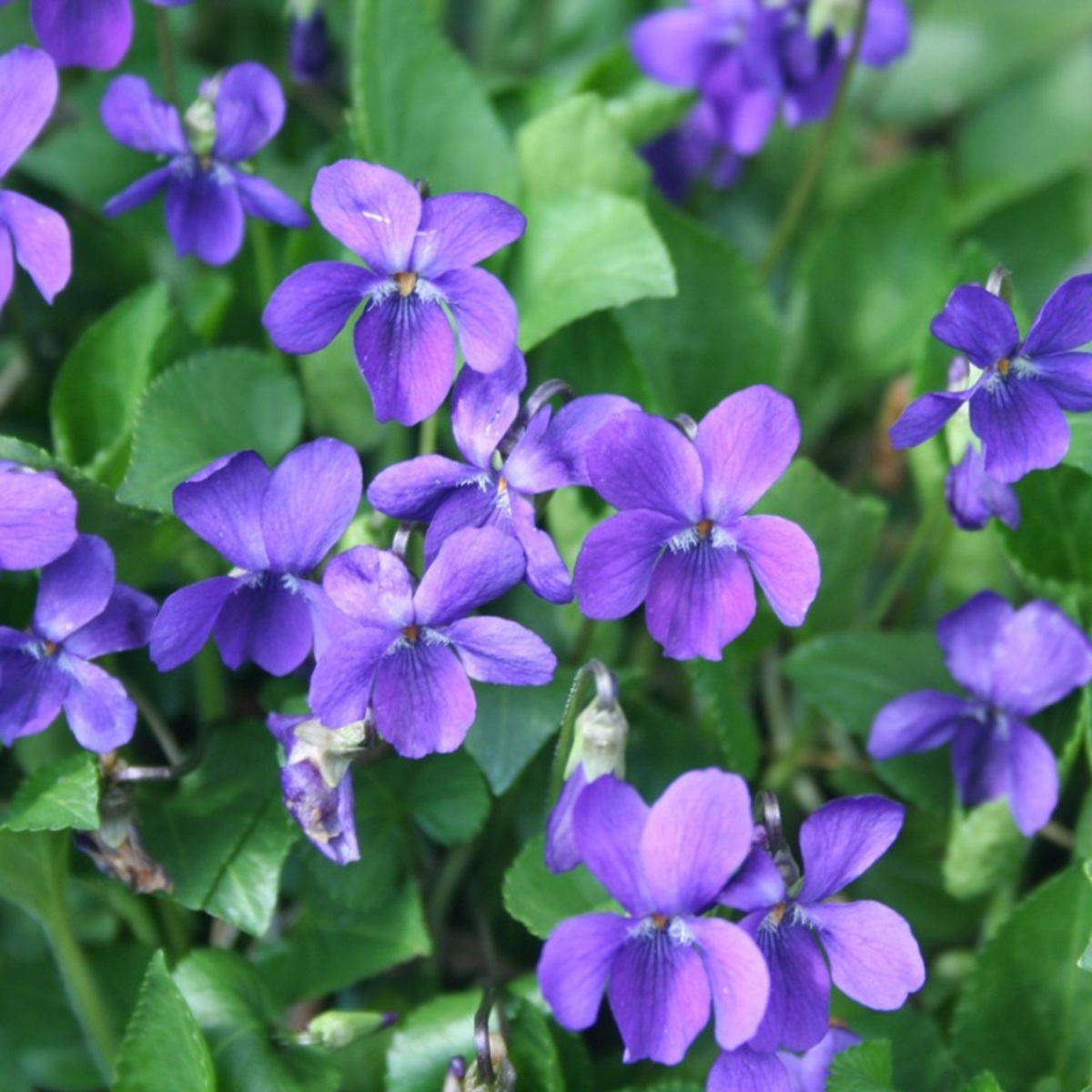 Hạt giống hoa Violet VTP78 | Vạn Tín Store