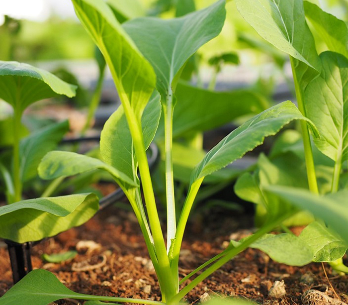 20 Gram Bịch Hạt Giống Cải Ngọt Rạng Đông