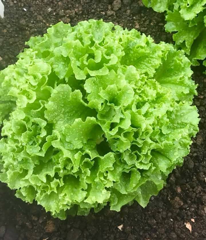 Hạt giống xà lách xoăn xanh ( 5gr/gói )