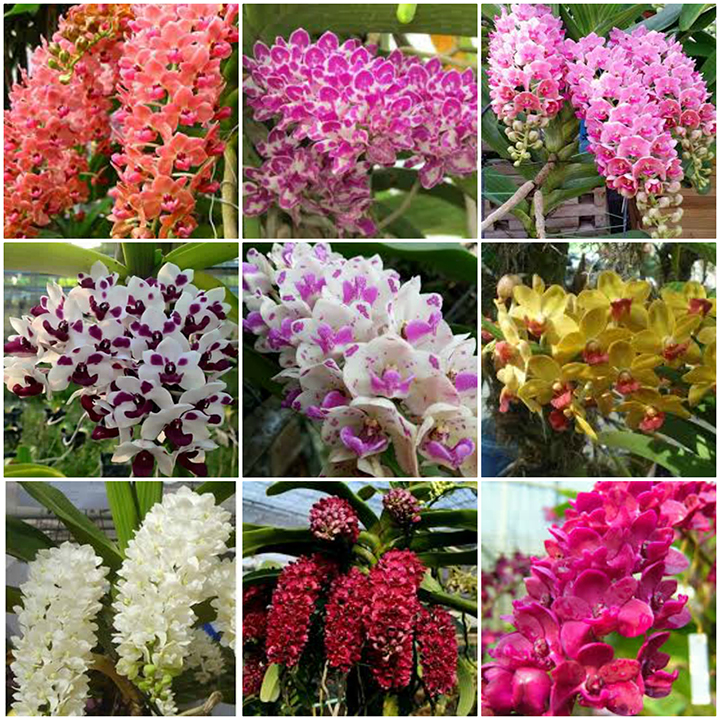 6 cây lan ngọc điểm giống