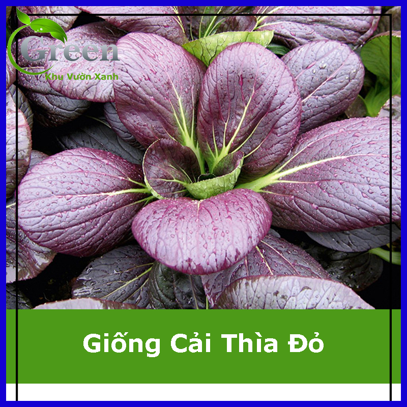 Hạt giống cải thìa đỏ