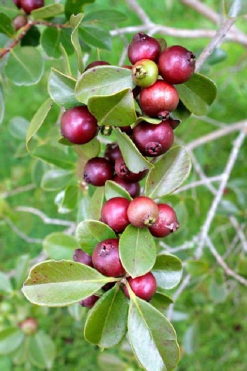 Cây Ổi Dâu Tây Nhật