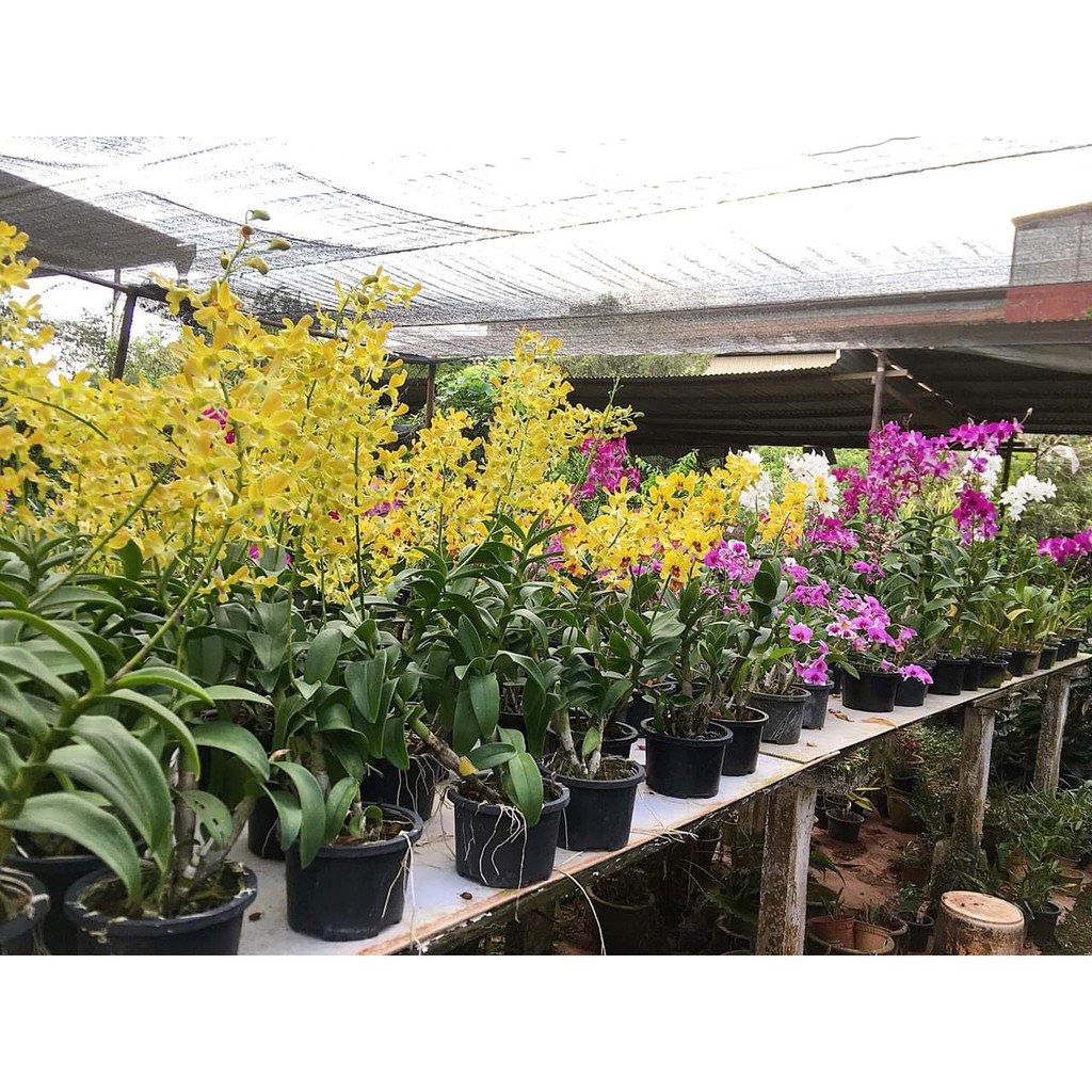 cây giống hoa lan dendro cao 10-20cm