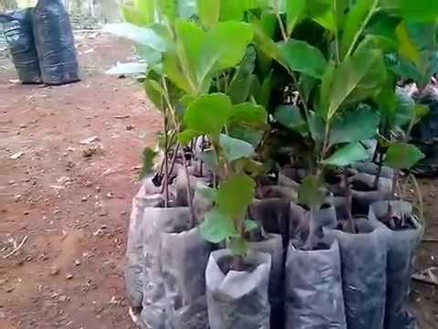 Combo 3 bầu cây giống Cây trà xanh uống nước