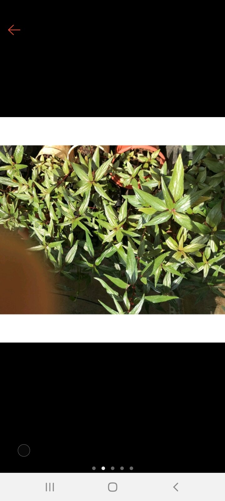 bầu 20 cây giống thuoc dòi (tía) bọ mắm