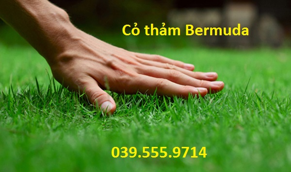 Hạt Giống Cỏ Thảm BERMUDA ( Cỏ Chỉ) 500G