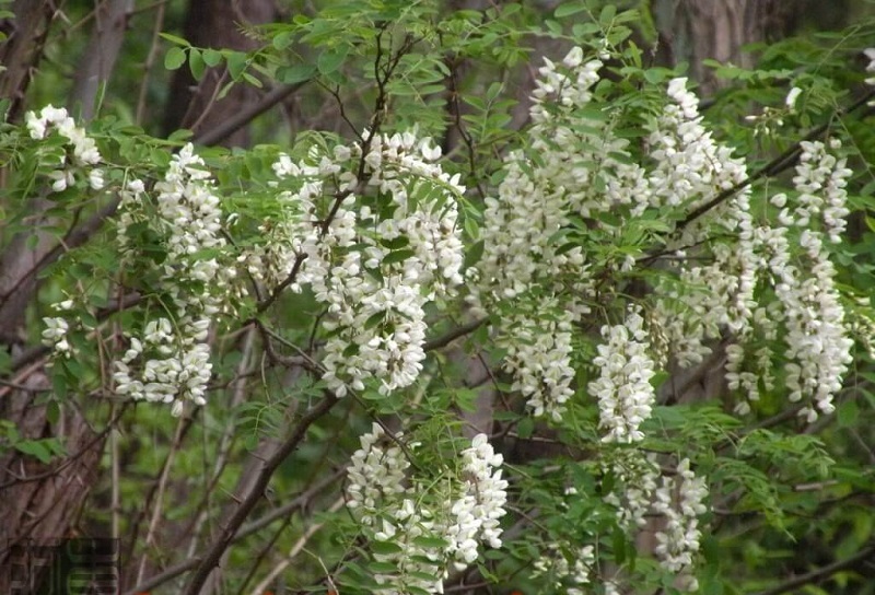 CÂY HOA HÒE (hòe hoa) nếp -cây giống nhỏ