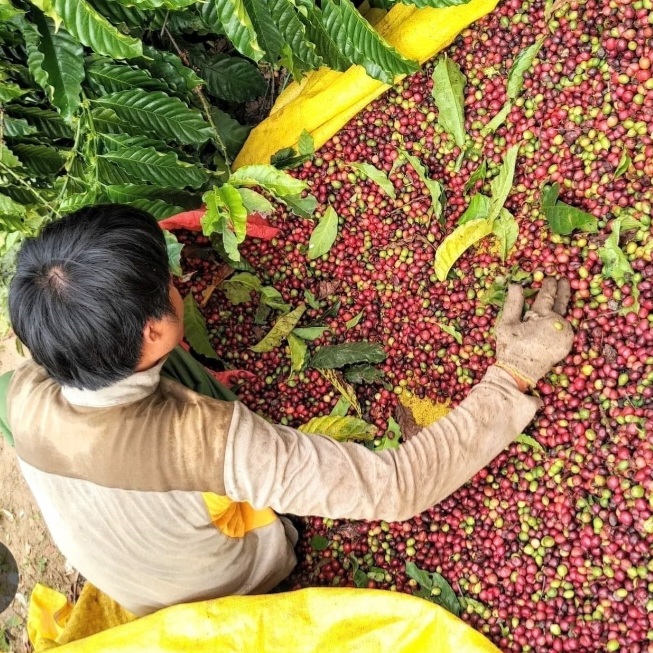 ( 1kg/2 bịch )Cà phê rang mộc ARABICA & CULI (mix: 70/30 ) rang xay sạch 100%