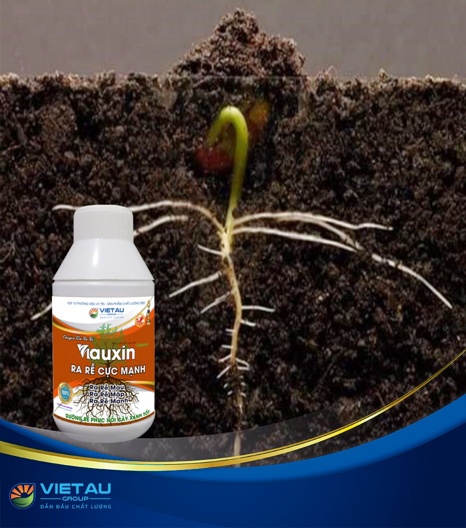 PHÂN BÓN KÍCH RỄ VIAUXIN - RA RỄ MAU, MẬP, MẠNH