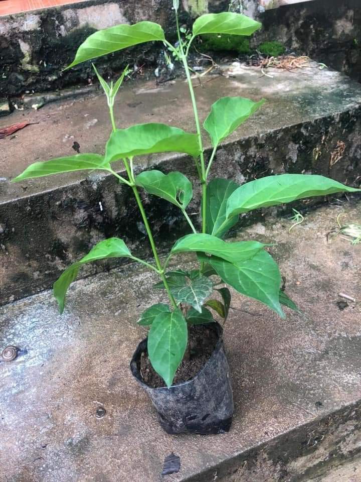 [Medicinal Plant] Combo 3 Soup Spoon Plants with Large Leaves