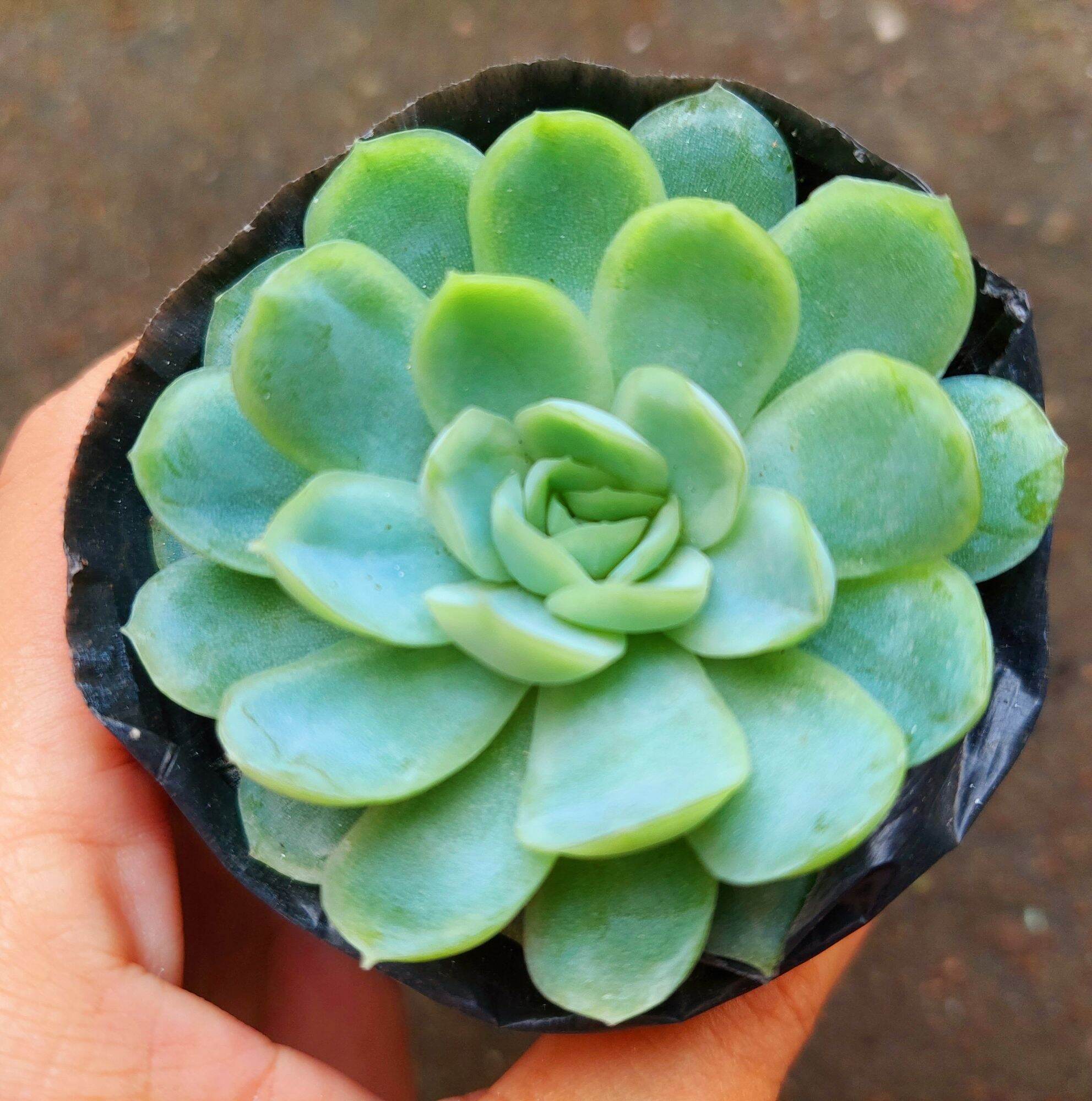 Sen đá BÔNG MAI size bầu 3- 5 cm