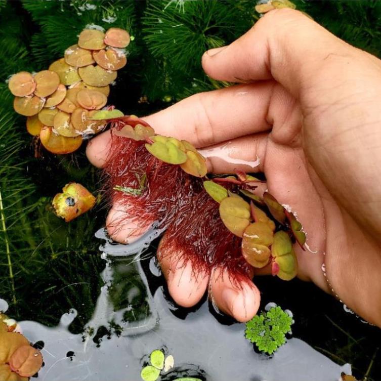 Phần 1 nhánh bèo rễ đỏ trang trí bể thủy sinh, cá, tép, tiểu cảnh, hòn non bộ