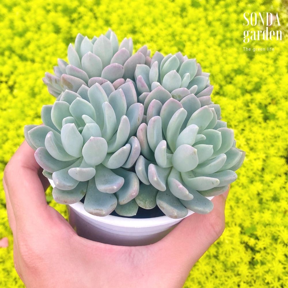 SEN ĐÁ RUBY TRẮNG SIZE TRUNG BÌNH SIÊU KHỎE ĐẸP LỖI 1 ĐỔI 1