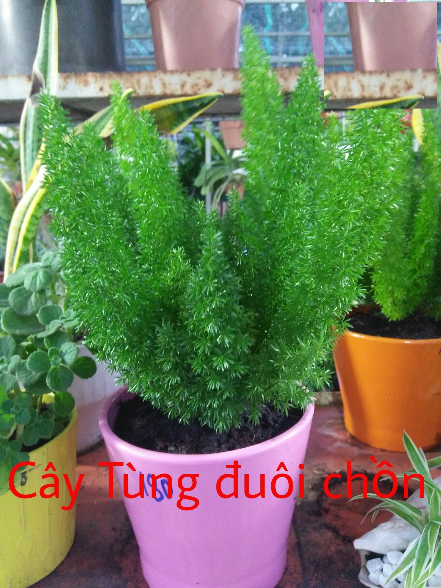 Hạt giống cây Tùng Đuôi Chồn (Trúc Thiên Môn) - Gói 5 hạt