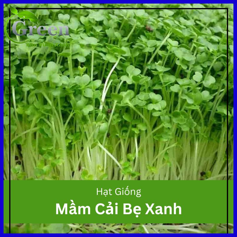 Hạt Giống Rau Mầm Cải Bẹ Xanh (Gói 20 Gam)
