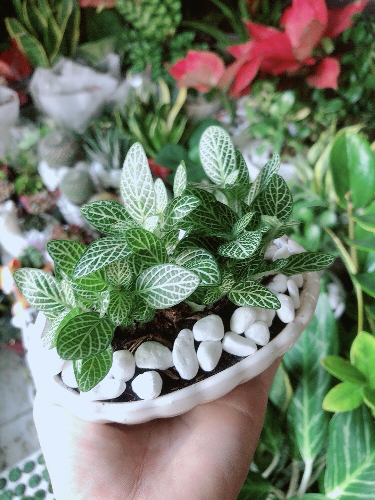 [HCM]Chậu Cây Cẩm Nhung