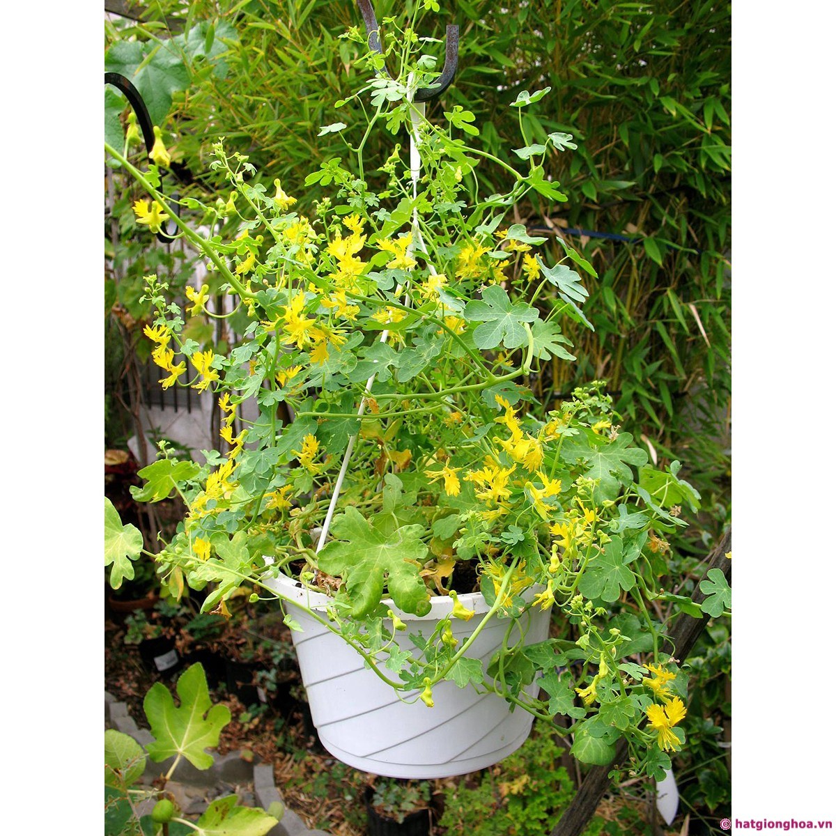 Hạt giống Hoa cánh phương 4 Hat – Thân leo