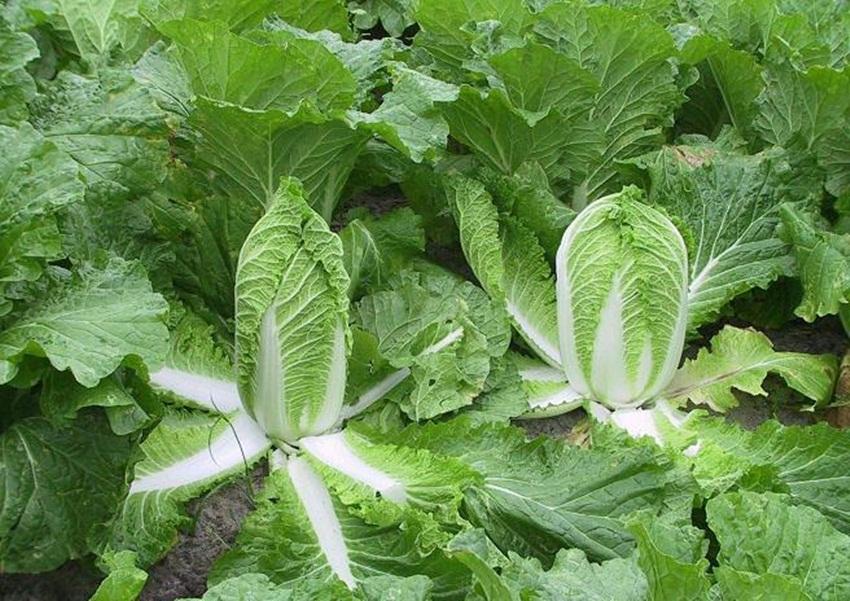 Hạt giống rau Cải Thảo