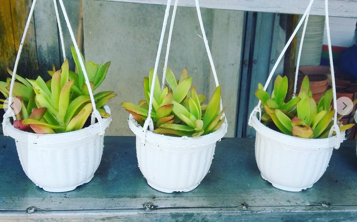 Combo 10 chậu nhựa treo mini trồng cây