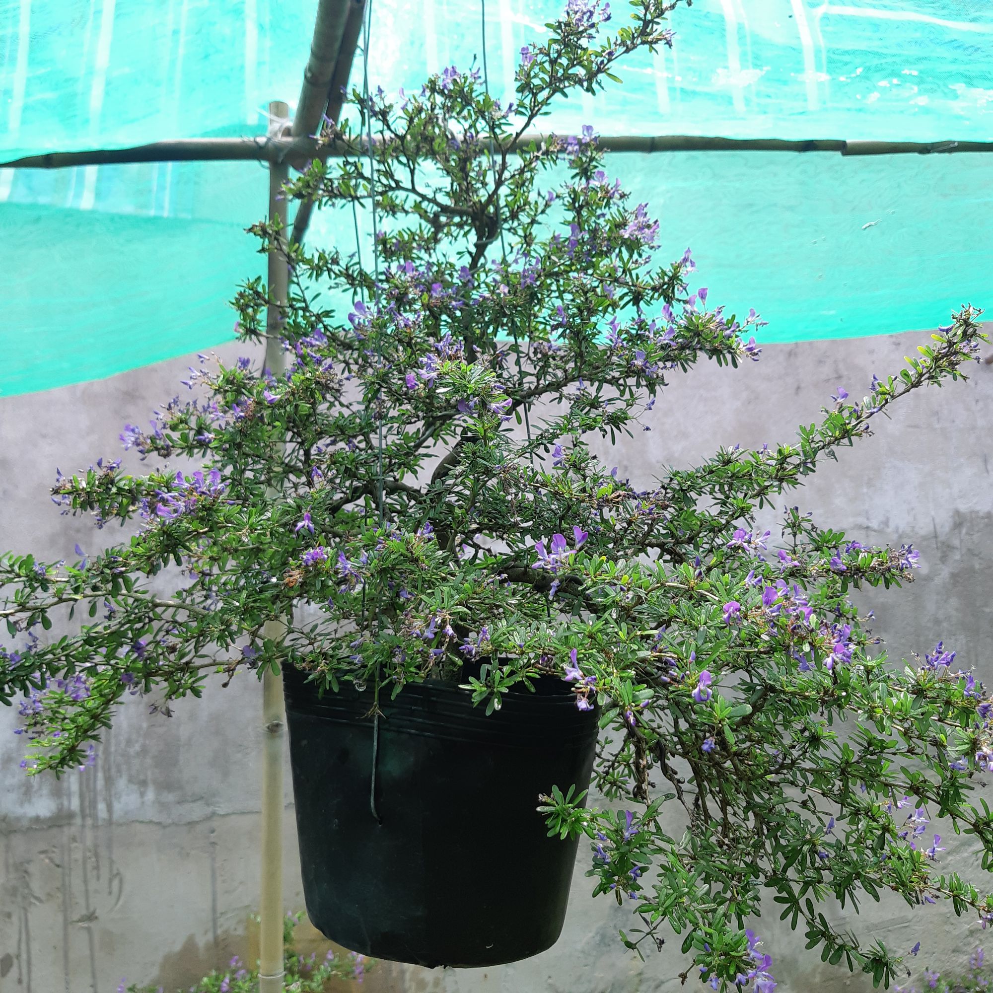 linh sam bonsai siêu bông