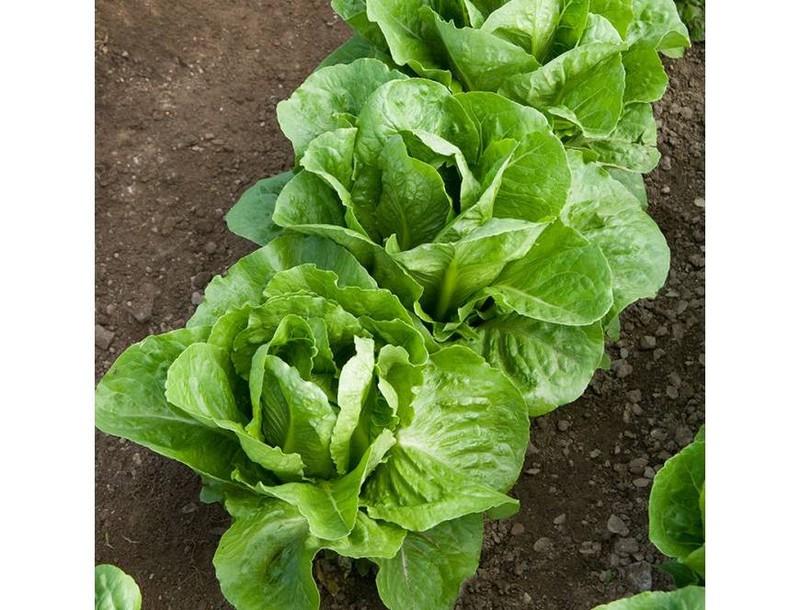 Hạt Giống Xà lách đăm xanh( 2gr/gói )